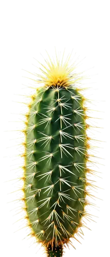 cactus digital background,prickly flower,prickly,cactus,prickliest,prickle,nopal,prickles,ferocactus,ball thistle,prickling,seedpod,barrel cactus,desert flower,desert plant,sclerocactus,prickly pear,spiny,cereus,tularosa,Photography,Black and white photography,Black and White Photography 09