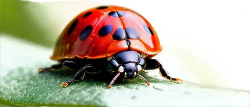 Ladybug, red shell, black spots, delicate wings, green leaves, tiny legs, antennae, bright eyes, shiny exoskeleton, natural materials, soft focus, warm lighting, macro photography, extreme close-up, b