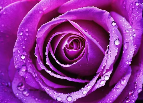 Water drop on a purple rose wallpaper flower wallpapers 42045 water drop on a purple rose wallpaper flower wallpapers 42045 altavistaventures Image collections,purple rose,raindrop rose,petals purple,