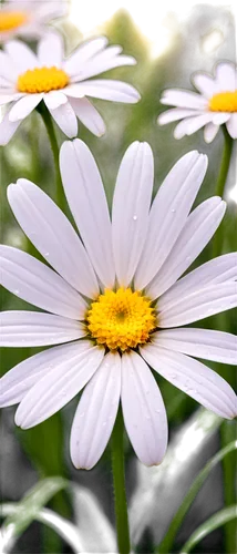 wood daisy background,marguerite daisy,daisy flower,margueritte,white daisies,ox-eye daisy,daisylike,daisy flowers,shasta daisy,common daisy,oxeye daisy,perennial daisy,barberton daisies,daisies,colorful daisy,autumn daisy,australian daisies,the white chrysanthemum,daisy heart,leucanthemum,Illustration,Paper based,Paper Based 25