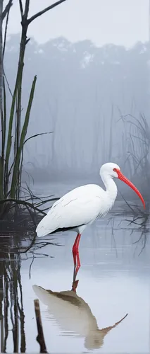 Write a haunting poem about a lone white ibis amidst a mist-covered swamp.,fujian white crane,wading bird,white heron,white egret,great egret,eastern great egret,red-crowned crane,tern in mist,great w