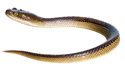 Water snake, aquatic reptile, slender body, scaly skin, brown and green camouflage, beady eyes, forked tongue, swimming pose, ripples in water, soft focus, natural light, 3/4 composition, shallow dept