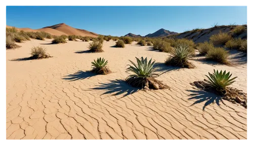 desert plant,desert plants,desert desert landscape,desert landscape,argentina desert,desert background,arid landscape,sonoran desert,deserto,capture desert,mesquite flats,san dunes,mojave desert,semidesert,desert,desierto,yucca,arid,yucca palm,flowerful desert,Illustration,Paper based,Paper Based 14