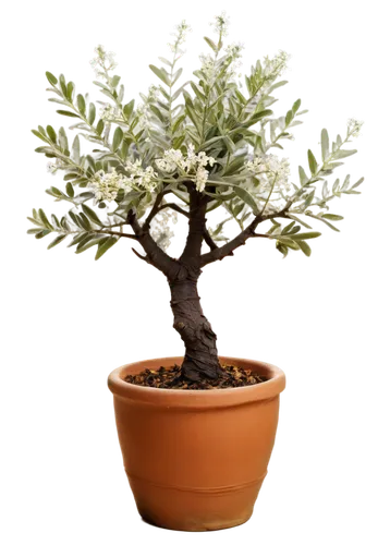 potted tree,argan tree,bonsai tree,olive tree,dwarf tree,flourishing tree,bonsai,tangerine tree,adenium,bursera,maple bonsai,ligustrum,small tree,osmanthus,apfelbaum,albidus,bishvat,growing mandarin tree,maple tree in pot,argan trees,Unique,3D,Toy