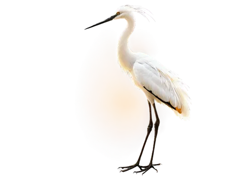 fujian white crane,egretta novaehollandiae,crane-like bird,eastern great egret,egret,white-naped crane,great white egret,white egret,great egret,grey neck king crane,wading bird,ibis,spoonbill,demoiselle crane,common stilt,red-crowned crane,rattle stork,crane,pied heron,pacific heron,Art,Classical Oil Painting,Classical Oil Painting 32