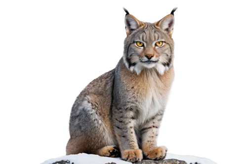 canadian lynx,lynxes,bobcat,lince,lynx,luchs,maincoon,siberian cat,gepard,felidae,caracal,lynx baby,wild cat,vulpine,mountain lion,fuchs,tigon,jayfeather,mohan,bobcats,Conceptual Art,Graffiti Art,Graffiti Art 11