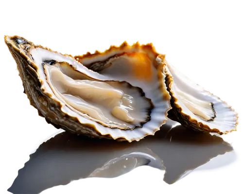 oysters,oyster,bivalve,baltic clam,shellfish,clam sauce,oyster pail,sea shell,clam shell,whelk,clam,new england clam bake,mussel,clamshell,abalone,oyster sauce,molluscs,molluscum,shell,spiny sea shell,Photography,Fashion Photography,Fashion Photography 10