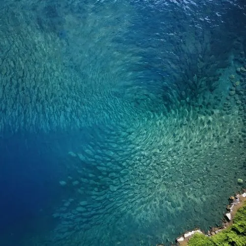 crater lake,capelin,whirlpool pattern,lake lucerne,baikal lake,school of fish,blue sea,shallows,whirlpool,lake baikal,lake thun,blue waters,aerial landscape,blue water,lake geneva,lake garda,fish farm,bird's-eye view,lake taupo,fjord trout,Illustration,Japanese style,Japanese Style 17