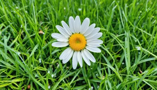 daisy flower,marguerite daisy,wood daisy background,ox-eye daisy,daisy flowers,common daisy,barberton daisy,meadow daisy,colorful daisy,daisy heart,shasta daisy,spanish daisy,seaside daisy,oxeye daisy,perennial daisy,leucanthemum maximum,crown daisy,marguerite,barberton daisies,autumn daisy,Photography,General,Realistic