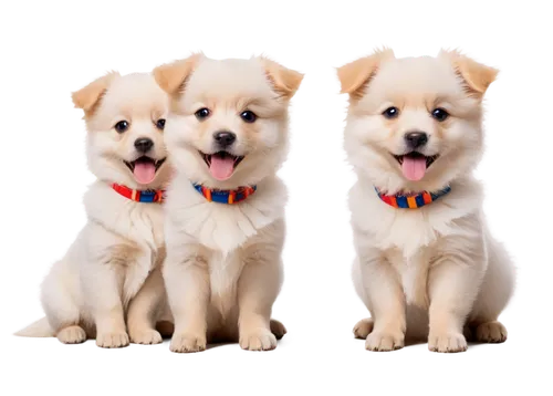 akitas,pomeranians,corgis,samoyeds,two dogs,tohoshinki,shibboleths,color dogs,dog breed,dog pure-breed,rescue dogs,two running dogs,chihuahuas,puppies,woofers,goldens,terriers,wavelength,dog photography,three dogs,Illustration,Vector,Vector 03