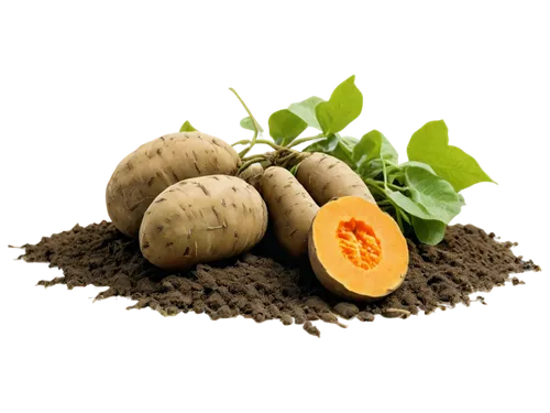 lutein,muskmelon,betelnut,curcumin,juglandaceae,laetrile,baobab oil,acorns,groundnut,palta,sweet potato,alvorada,walnut oil,coccifera,yam,groundnuts,dioscorea,anacardium,mandora,taro root,Illustration,Retro,Retro 15