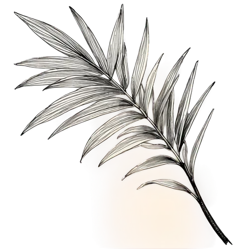 feather headdress,feather bristle grass,feather,feather jewelry,bird feather,feathers,hawk feather,chicken feather,quills,spiny,peacock feather,pigeon feather,softspikes,swan feather,spiked,spines,plumes,silversword,hackle,parrot feathers,Illustration,Black and White,Black and White 30