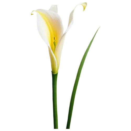 tulip background,easter lilies,tulip white,flowers png,flower background,jonquils,flower wallpaper,tulipa,calla lily,tulp,tulip flowers,white lily,zantedeschia,white tulips,spring leaf background,calla lilies,yellow orange tulip,filled daffodil,two tulips,tulip,Photography,Fashion Photography,Fashion Photography 19