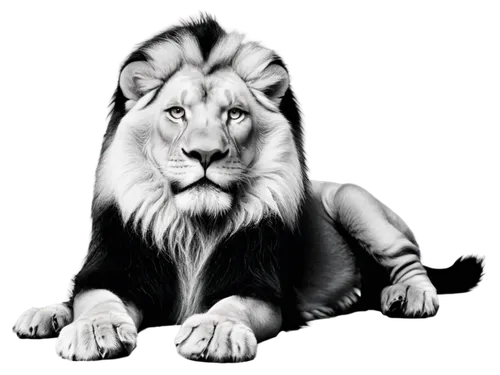 lion white,panthera leo,male lion,lion,white lion,female lion,lion number,african lion,lionesses,zodiac sign leo,skeezy lion,forest king lion,lioness,masai lion,lion father,two lion,lion - feline,lion's coach,king of the jungle,male lions,Illustration,Abstract Fantasy,Abstract Fantasy 01