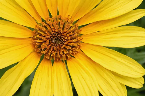 Describe the delicate petals of a yellow calendula flower in a warm summer breeze,helianthus,yellow chrysanthemum,helianthus occidentalis,helianthus annuus,helianthus sunbelievable,asteraceae,helianth