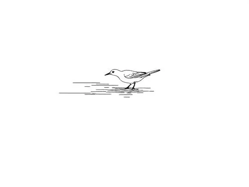 a line drawing of a seagull in the water,fairy tern,sandwich tern,little tern,tropicbird,silver tern,crested terns,Design Sketch,Design Sketch,Rough Outline