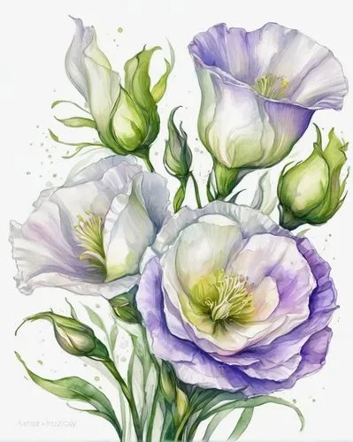 lisianthus,watercolor flowers,watercolour flowers,anemone purple floral,watercolor roses,watercolor floral background,flowers png,pasque-flower,watercolor flower,watercolor roses and basket,watercolour flower,balloon flower,flower illustration,flower illustrative,rose flower illustration,violet tulip,flower painting,lilac hibiscus,anemone hupehensis september charm,watercolor pencils,Illustration,Paper based,Paper Based 11