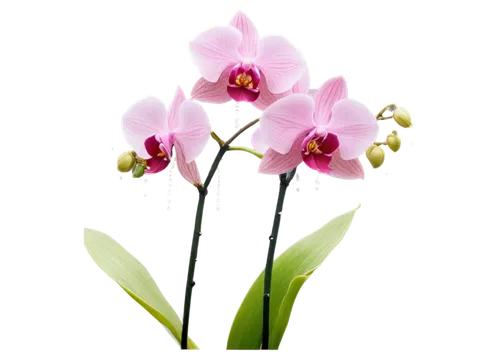 flowers png,mixed orchid,orchid flower,flower background,orchid,stylidium,epidendrum,orchidaceae,pink hyacinth,phalaenopsis orchid,orchids,flower wallpaper,cymbidium,butterfly orchid,grape-grass lily,wild orchid,tulip background,moth orchids,maxillaria,oncidium,Photography,Black and white photography,Black and White Photography 15