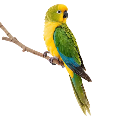 beautiful yellow green parakeet,yellow parakeet,yellow green parakeet,yellowish green parakeet,sun parakeet,yellow macaw,south american parakeet,golden parakeets,green rosella,beautiful parakeet,caique,the slender-billed parakeet,sun conure,kakariki parakeet,blue and gold macaw,green parakeet,cute parakeet,yellow-green parrots,blue and yellow macaw,tiger parakeet,Conceptual Art,Daily,Daily 28