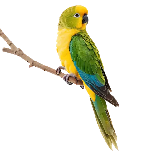 Vibrant green and yellow parakeet, small beak, bright inquisitive eyes, fluffy feathers, wings spread wide, perched on branch, morning sunlight, soft focus, shallow depth of field, warm color tone, 3/