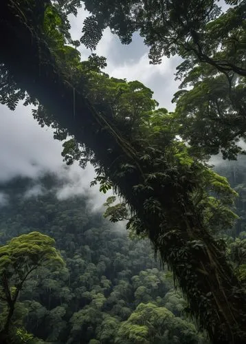 The Amazon, the world's largest rainforest, showcases incredible biodiversity and a unique ecosystem.,koolau,yakushima,rainforests,monteverde,tropical forest,rain forest,rainforest,bulusan,waipio,titi