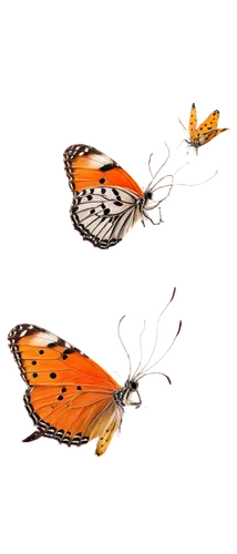 butterfly clip art,butterfly vector,euphydryas,melitaea,lycaena phlaeas,orange butterfly,dryas julia,vanessa (butterfly),vanessa atalanta,polygonia,viceroy (butterfly),lycaena,argynnis,hesperia comma,callophrys,butterfly background,hesperia (butterfly),comma,gulf fritillary,illustration,Illustration,Realistic Fantasy,Realistic Fantasy 31