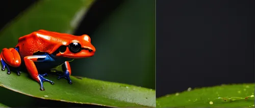 The little devil frog,  Oophaga sylvatica , is one of the poison dart frog species in this study. Photo by Lucas Bustamante.,red-eyed tree frog,poison dart frog,coral finger tree frog,golden poison fr