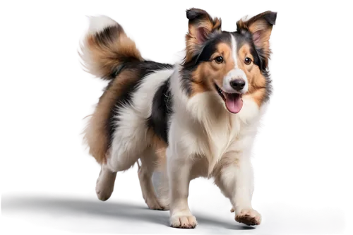 Collie, dog, pet, solo, fluffy fur, brown eyes, floppy ears, white and black coat, running, playing, sitting, cute expression, realistic texture, soft natural lighting, shallow depth of field, 3/4 com