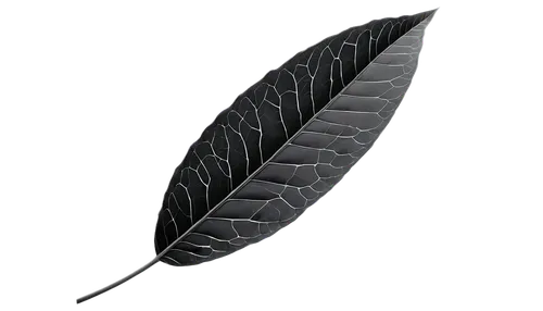 fern leaf,tropical leaf,magnolia leaf,leaf background,palm leaf,leaf branch,jungle leaf,leaf,black feather,tree leaf,leaf structure,hawk feather,bird feather,fan leaf,mape leaf,walnut leaf,feather,coconut leaf,skeleton leaf,leaf fern,Illustration,Vector,Vector 12