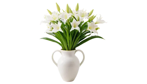 easter lilies,flowers png,madonna lily,tulip white,lily of the valley,muguet,white tulips,jonquils,ornithogalum,freesias,tulip background,bulbs,artificial flower,white lily,zantedeschia,garden star of bethlehem,tuberose,aspidistra,flower vase,lilies of the valley,Photography,Fashion Photography,Fashion Photography 17