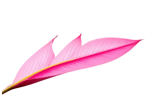 leaf background,spring leaf background,palm leaf,red leaf,pink grass,dribbble,calliandra,albizia,tropical leaf,feather,bird feather,fireweed,pink background,magnolia leaf,pink vector,magenta,feather carnation,palm leaves,rose leaf,fringed pink,Conceptual Art,Daily,Daily 01