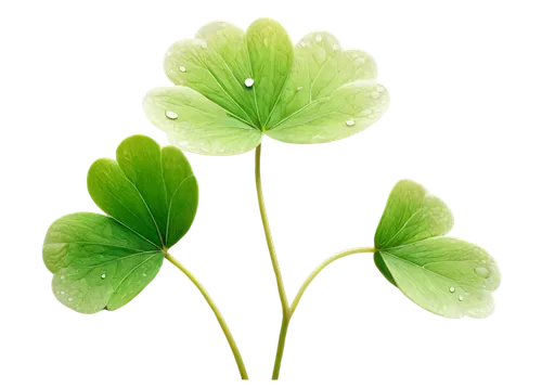 centella,miner's lettuce,clover leaves,medium clover,4-leaf clover,five-leaf clover,redwood sorrel,four-leaf clover,oxalis,three leaf clover,4 leaf clover,patrol,four leaf clover,wood-sorrel,clovers,a four leaf clover,flowers png,long ahriger clover,nasturtium leaves,spring leaf background,Conceptual Art,Daily,Daily 34