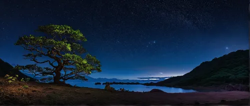 ruby beach,new zealand,lone tree,night photograph,oregon,night photography,pacific coastline,nightscape,norway coast,coastal landscape,long exposure light,beach landscape,night image,crater lake,mendocino,isolated tree,bay of islands,landscape photography,north island,dark beach,Conceptual Art,Daily,Daily 10