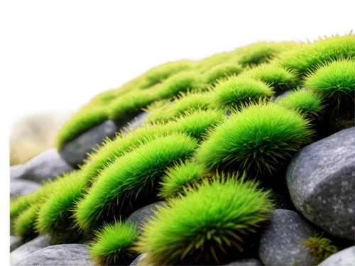 liverworts,liverwort,microorganisms,microflora,moss landscape,bryophyte,microbiological,microbe,biofilm,chloropaschia,microbial,microbes,microvesicles,eukaryote,green bubbles,tree moss,wheatgrass,chloroplast,biomimicry,chlorella,Illustration,Paper based,Paper Based 15