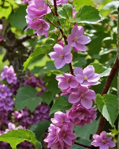 Create a heartwarming poem about the fragrant blooms of vigna radiata in a serene garden.,flowering currant,flowering shrub,garden shrub,lilac flowers,flowers in may,small-leaf lilac,early summer flow