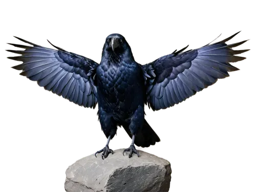 raven sculpture,hyacinth macaw,corvidae,3d crow,corvus,perico,corvus corone,corvus corax,mongolian eagle,raven bird,eagle,crows bird,blue buzzard,black vulture,raven rook,carrion crow,haliaeetus pelagicus,galliformes,bird png,avian,Photography,Black and white photography,Black and White Photography 09