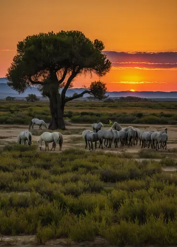 Describe the picturesque landscapes of Camargue at sunset.,etosha,doñana national park,camargue,african elephants,elephant herd,namibia,serengeti,tsavo,wildebeest,african elephant,cape buffalo,east af