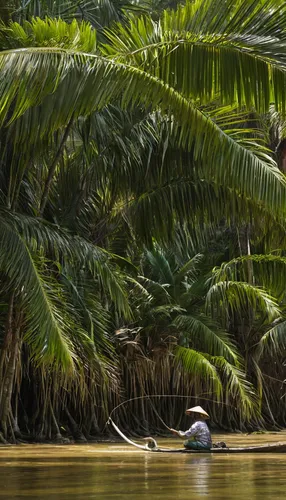 Fisherman fishing in the middle of nipa palm forest, Quang Ngai, Vietnam, Indochina, Southeast Asia, Asia,swainson tucan,backwaters,the danube delta,coconut palms,south american alligators,amazonian o