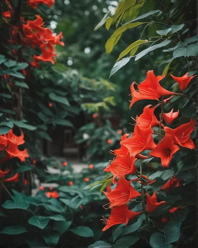 Describe the vibrant red flowers of a Chinese trumpet vine in a peaceful garden.,bengal trumpet vine,orange red flowers,red orange flowers,chinese trumpet vine,trumpet vine,red flowers,red blooms,oran