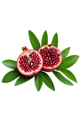 pomegranate,berry fruit,red fruit,raspberry leaf,watermelon background,saulsberry,red fruits,summer fruit,accoceberry,mollberry,pomerelian,fragaria,dewberry,wolfberries,siberry,fruit pattern,lingonberries,forest fruit,red strawberry,summer fruits,Illustration,American Style,American Style 11