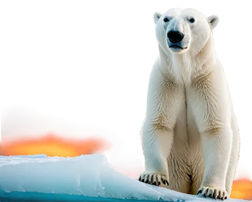 polar bear,polar,polar aurora,aurora polar,icebear,polar bears,ice bear,polar lights,arctica,ice bears,arctic,whitebear,nordic bear,artic,svalbard,white bear,arctic ocean,arcticus,young polar bear,mawson,Illustration,Abstract Fantasy,Abstract Fantasy 04