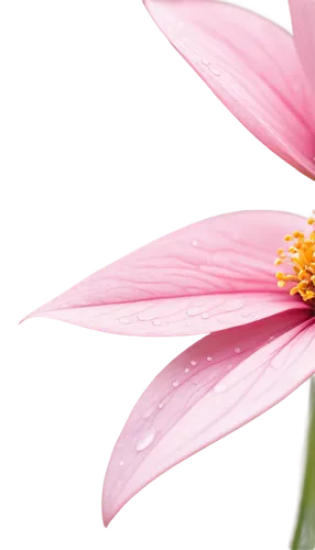 gerbera flower,cosmos flower,gerbera flower pink,pink chrysanthemum,chrysanthemum background,pink flower,gerbera,cosmos flowers,flower background,pink cosmea,pink daisies,pink petals,dahlia pink,flower wallpaper,stamens,cosmea,stamen,flowers png,pink flower white,wood daisy background,Illustration,Realistic Fantasy,Realistic Fantasy 18