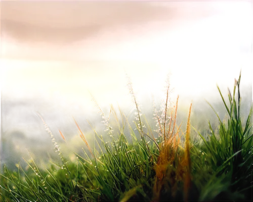 background bokeh,beach grass,bokeh effect,square bokeh,defocus,grass grasses,needlegrass,long grass,depth of field,grasses,lensbaby,grass,grasses in the wind,dune grass,reed grass,clubmoss,bokeh,feather bristle grass,dew on grass,shortgrass,Art,Classical Oil Painting,Classical Oil Painting 38