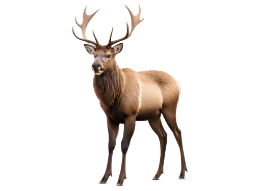 glowing antlers,male deer,antlered,huemul,kudu,gold deer,venado,blitzen,odocoileus,kudu buck,red-necked buck,blesbok,wapiti,european deer,elk,deer,christmas deer,cervus elaphus,deer bull,kudus,Art,Artistic Painting,Artistic Painting 08