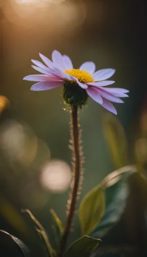 flower in sunset,helios44,helios 44m7,helios 44m,african daisy,european michaelmas daisy,japanese anemone,daisy flower,erdsonne flower,osteospermum,helios 44m-4,cosmos flower,gerbera flower,small sun flower,south african daisy,flower background,autumn daisy,marguerite daisy,gerbera,perennial daisy