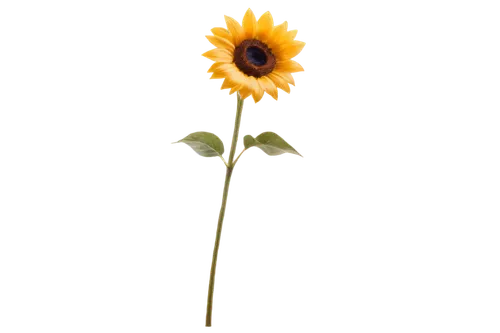 small sun flower,helianthus,flowers png,woodland sunflower,sunflower paper,sunflower,helianthus occidentalis,stored sunflower,yellow gerbera,helianthus sunbelievable,sunflower lace background,helianthus annuus,rudbeckia,sunflowers in vase,minimalist flowers,rudbeckia nidita,single flower,sun flower,calenduleae,helianthus tuberosus,Illustration,American Style,American Style 15