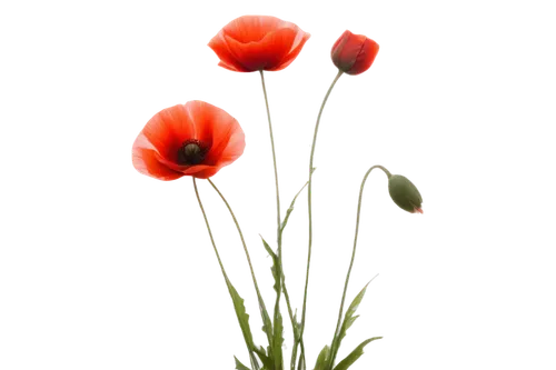 Red poppy flowers, delicate petals, green stems, soft focus, shallow depth of field, warm natural light, 3/4 composition, close-up shot, vibrant red color, gentle swaying motion, morning dew, realisti