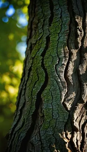 A close-up of a weathered tree trunk, gnarled and scarred by time, with sunlight filtering through the leaves and casting intricate patterns on the bark.,the bark of an old tree with a green forest in