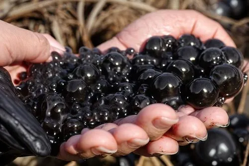 goose berries,blackcurrants,black currants,black berries,kokum,vineyard grapes,jamun,elderberries,ripening fruit,viognier grapes,purpurascens,ripe fruit,variety of fruit,mucuna,kombu,harvested fruit,b