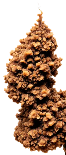 tree mushroom,polypore,fir cone,mandelbulb,pine cone ornament,polypores,mushroom landscape,teliospores,fir tree,phellinus,fir tree decorations,dothideomycetes,disc fungus,penny tree,lycopodium,basidiomycete,pholiota,pine cone,fir needles,ascospores,Illustration,Realistic Fantasy,Realistic Fantasy 14